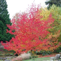 Liquidambar da Amrica